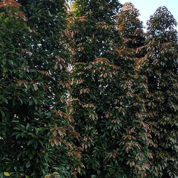 Elaeocarpus eumundi 1