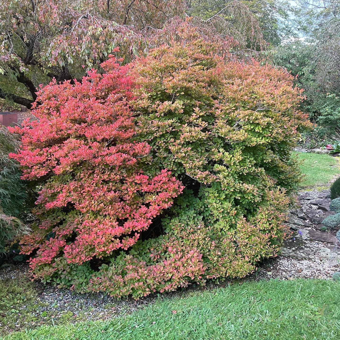 Enkianthus perulatus