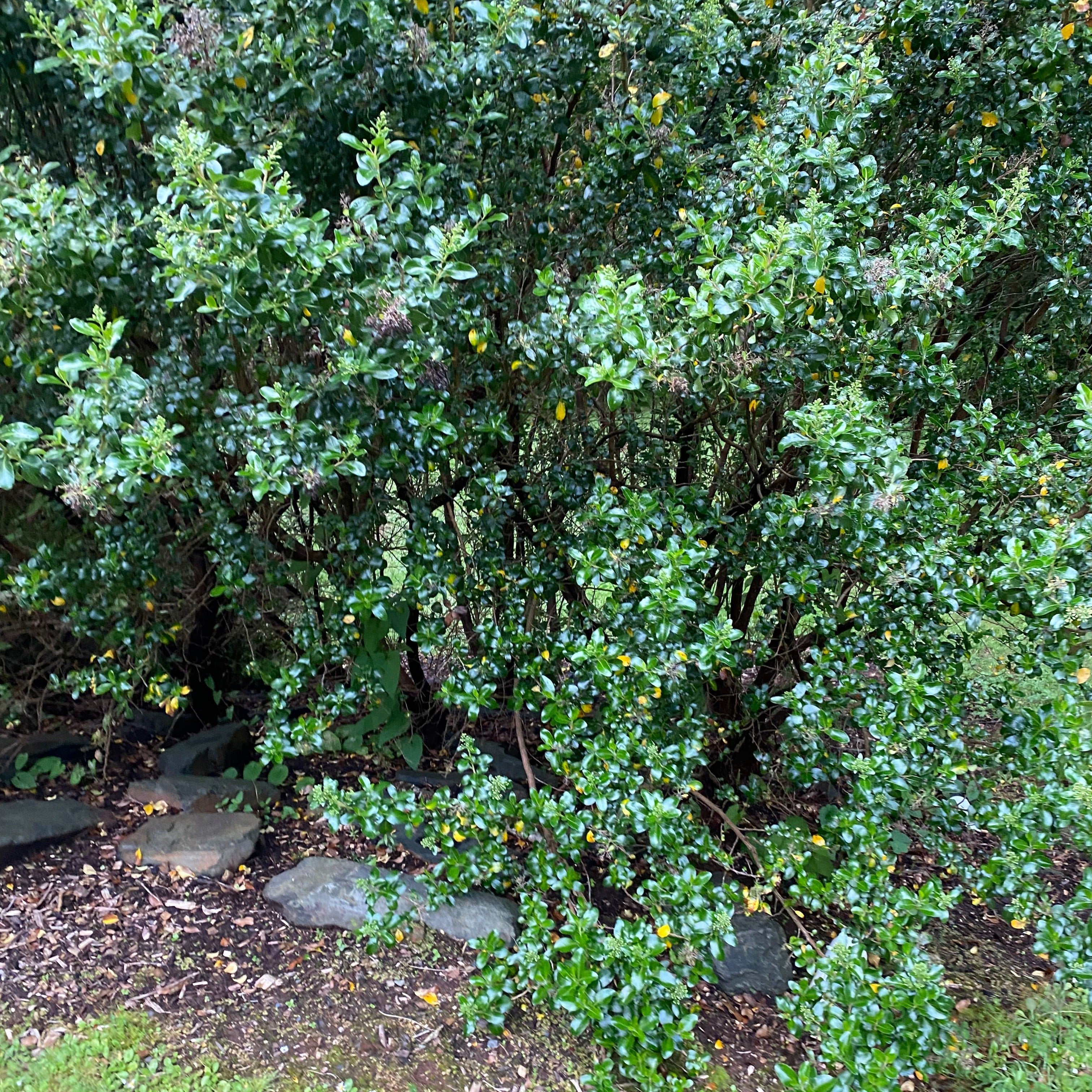 Escallonia Iveyi-2
