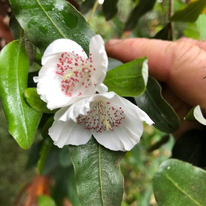 Eucryphia lucida 3