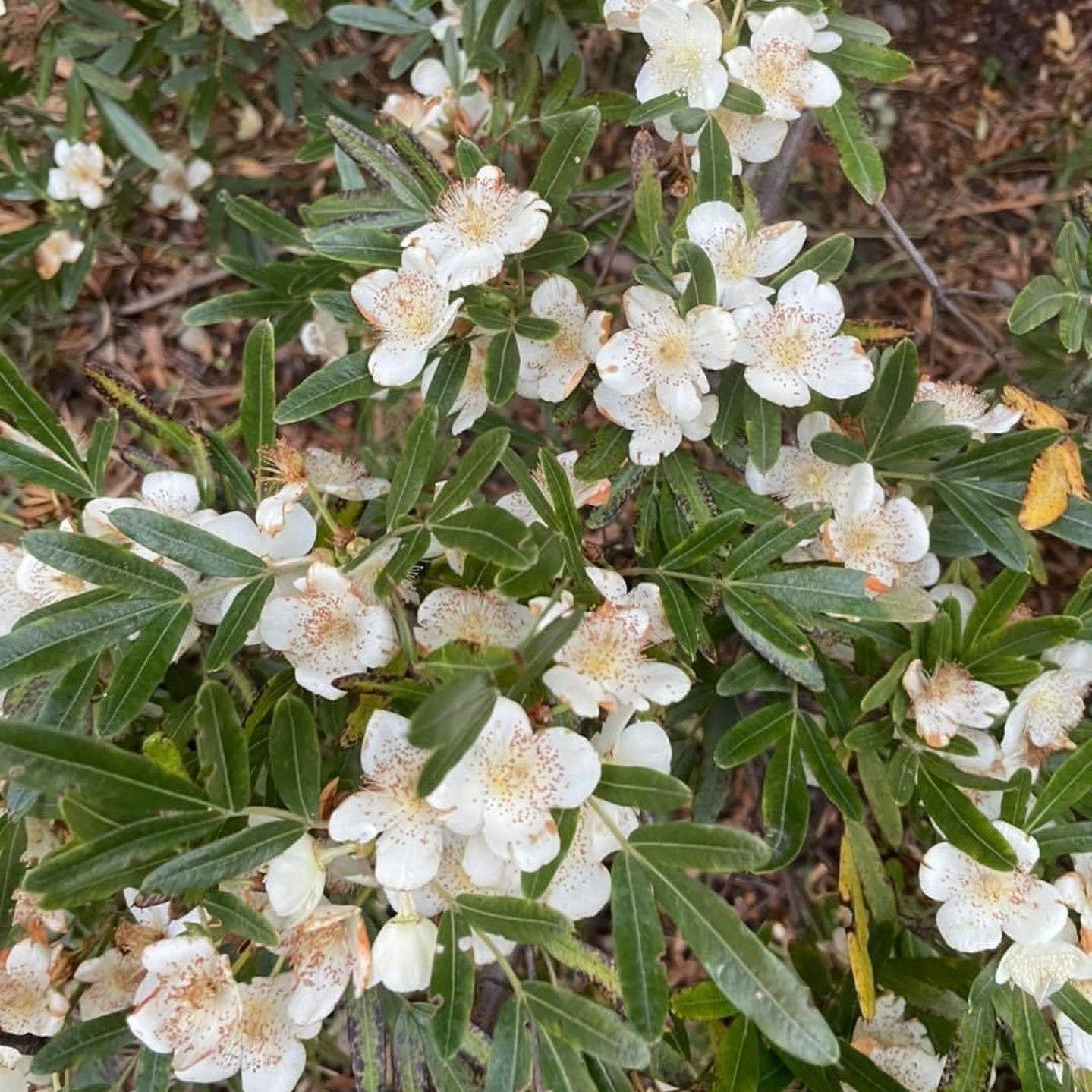Eucryphia moorei (Eastern Leatherwood) 3