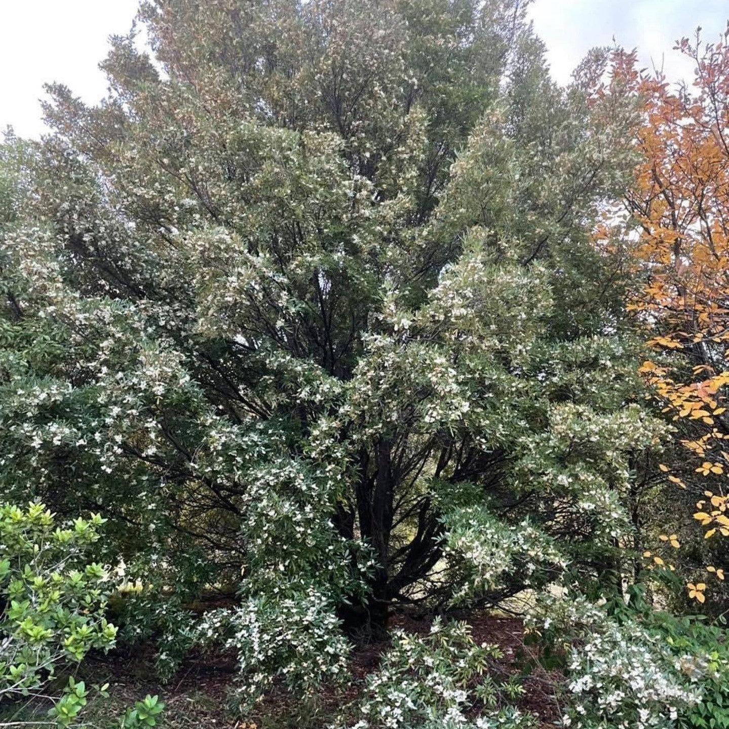 Eucryphia moorei (Eastern Leatherwood) 4