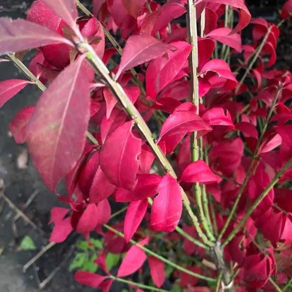 Compactum Tree Trees & Shrubs – Page 18