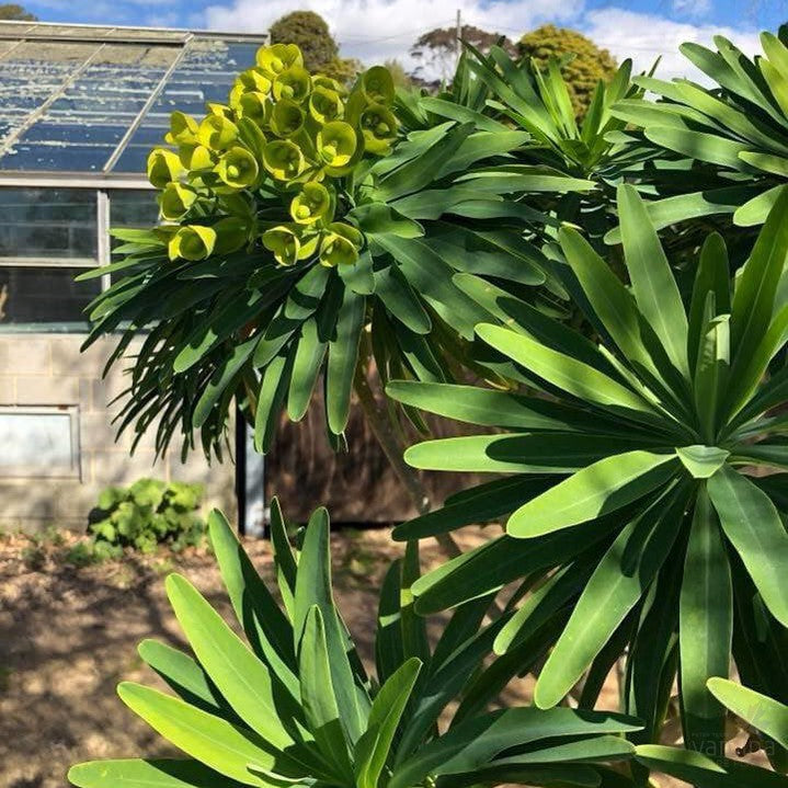 Euphorbia lambii 3