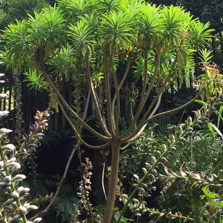 Euphorbia lambii 5