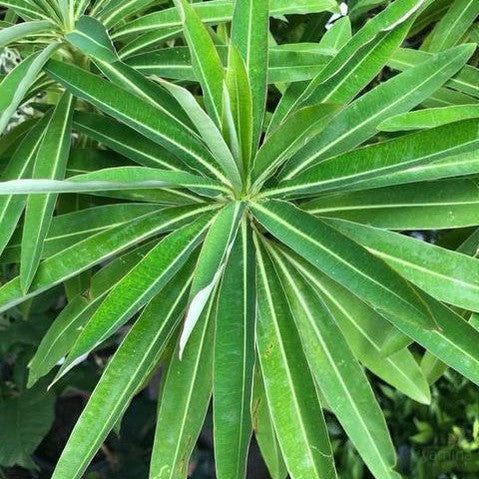 Euphorbia mellifera 3