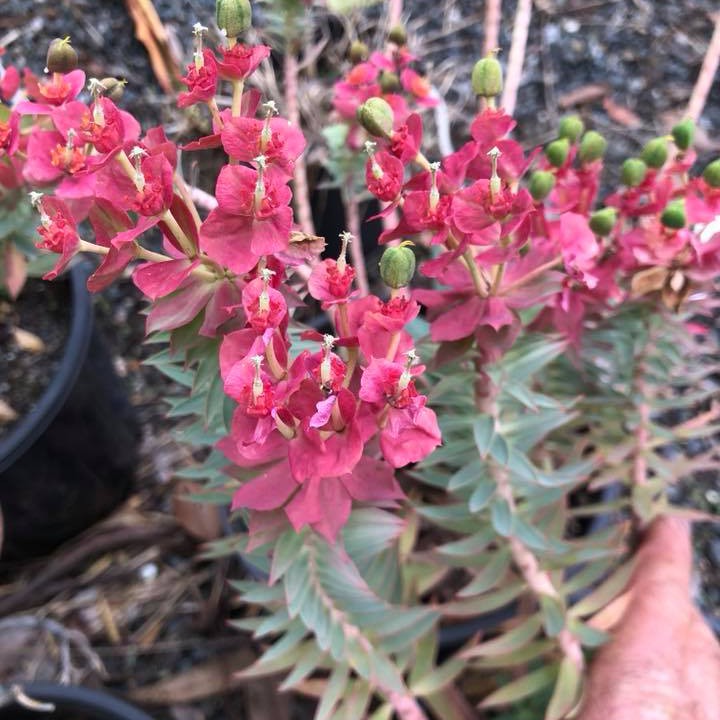 Euphorbia rigida 1