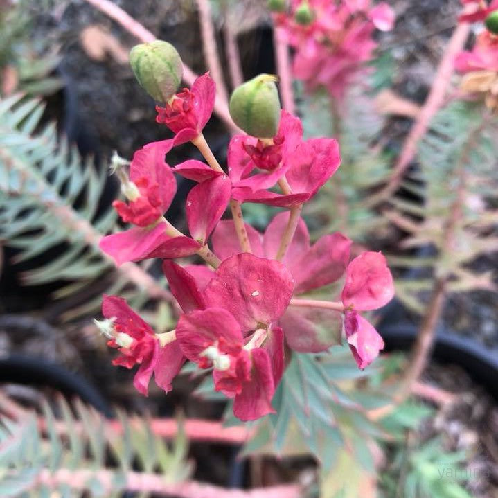 Euphorbia rigida 2