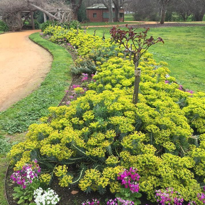 Euphorbia rigida 3