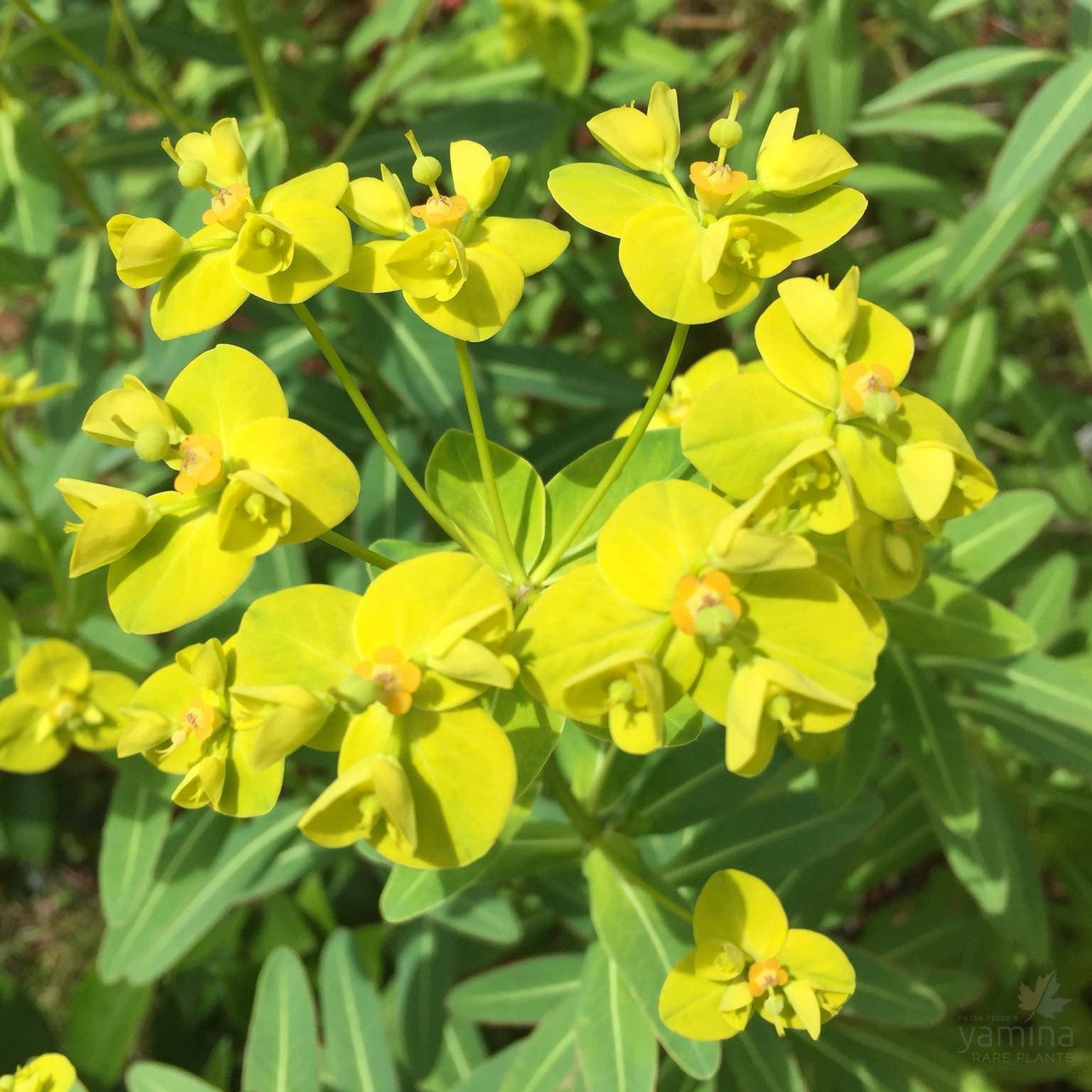 Euphorbia schillingii 1