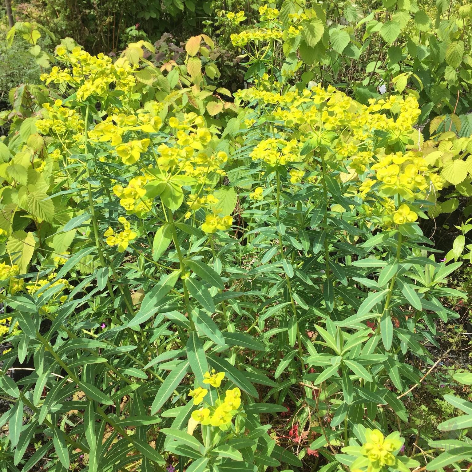 Euphorbia schillingii 2