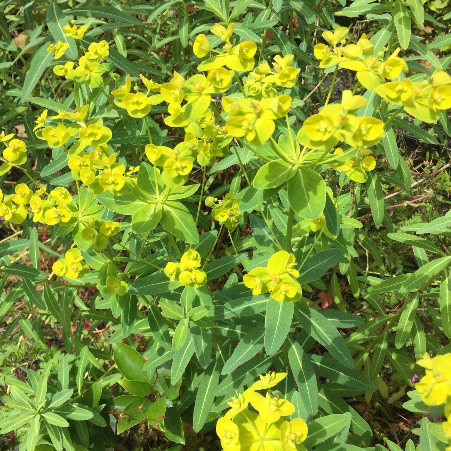 Euphorbia schillingii 3