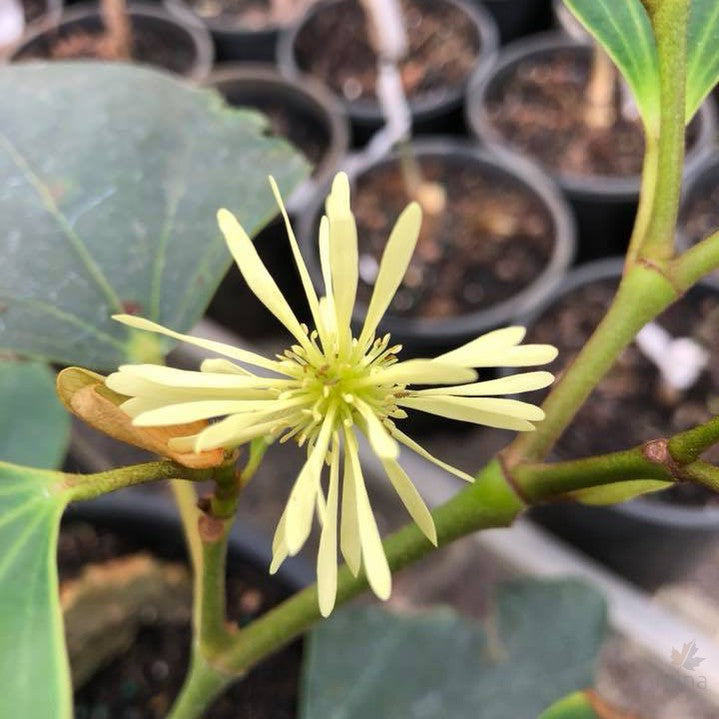 Exbucklandia populnea 1
