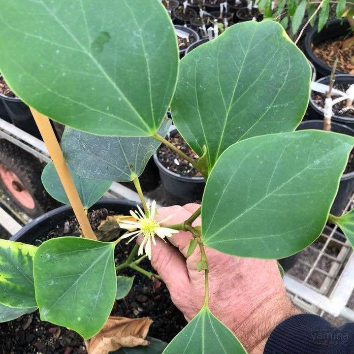 Exbucklandia populnea 2