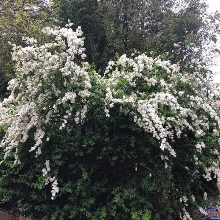 Exochorda x macrantha The Bride