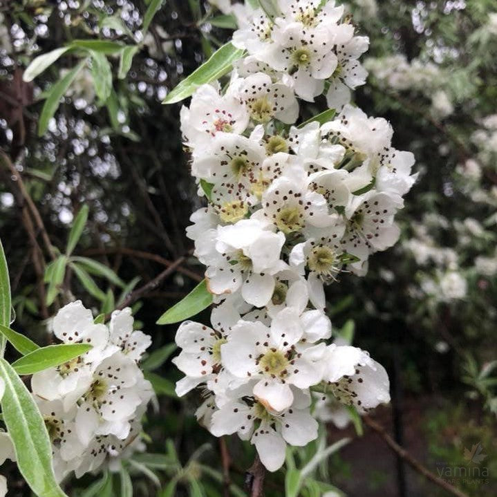 Exochorda x macrantha The Bride 4