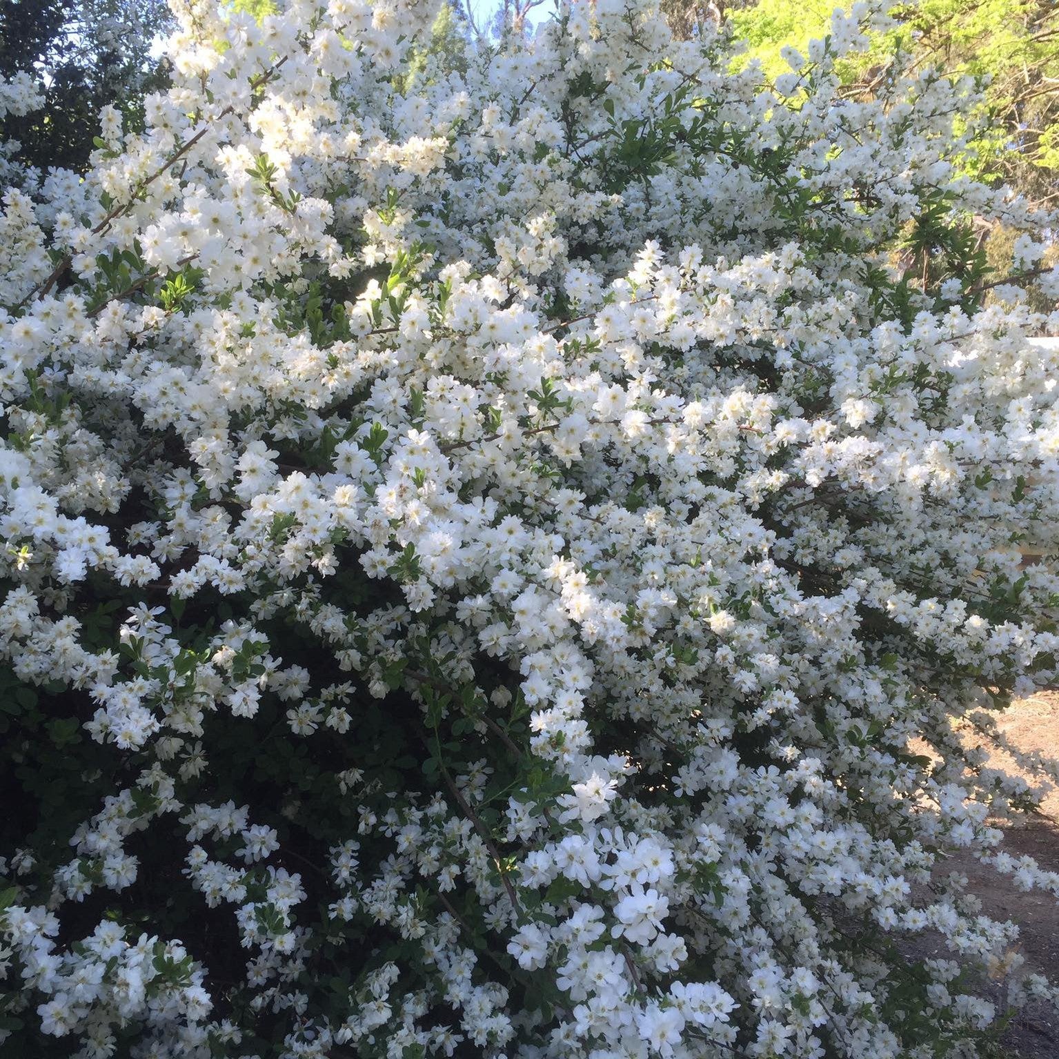 Exochorda x macrantha The Bride 5