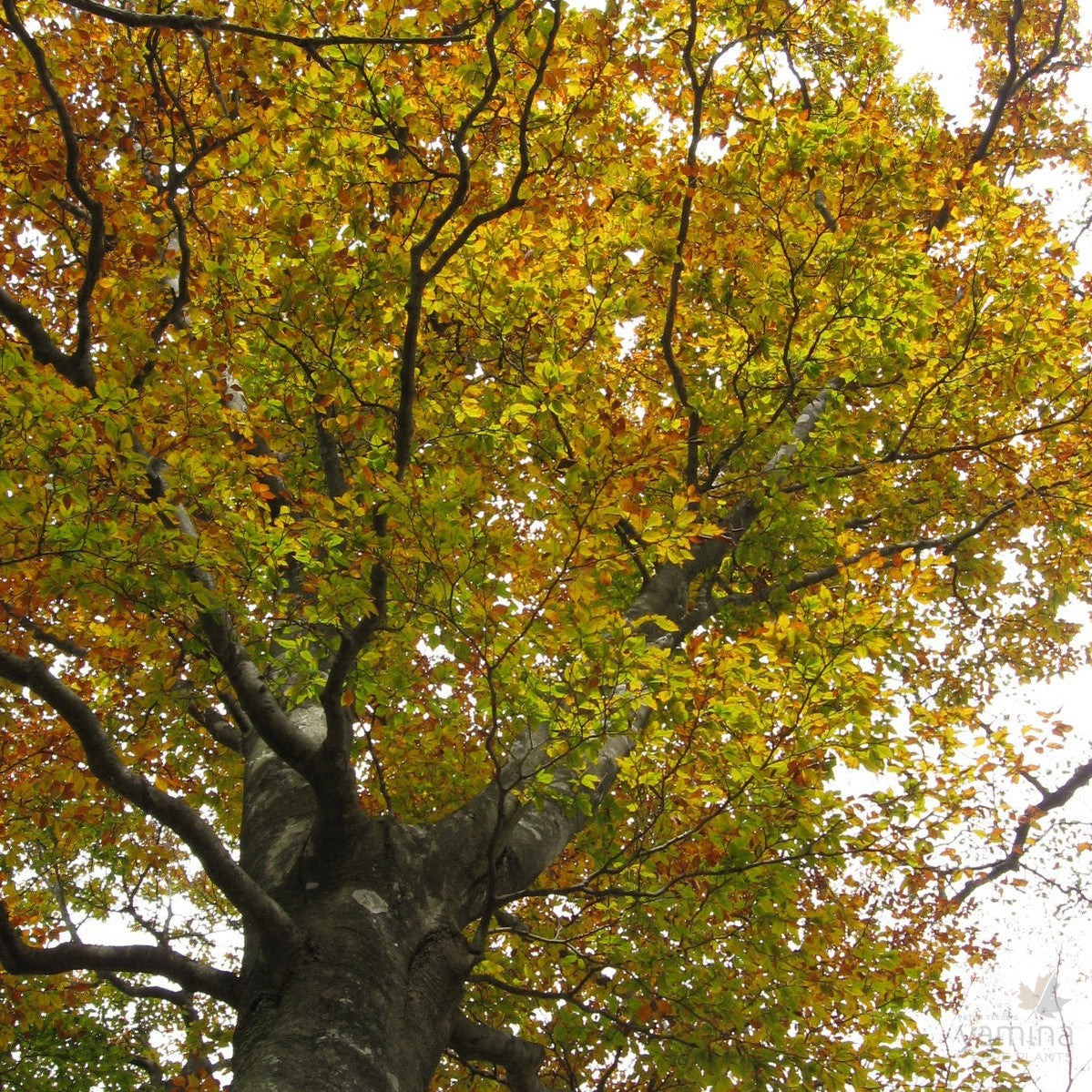 Fagus crenata 1