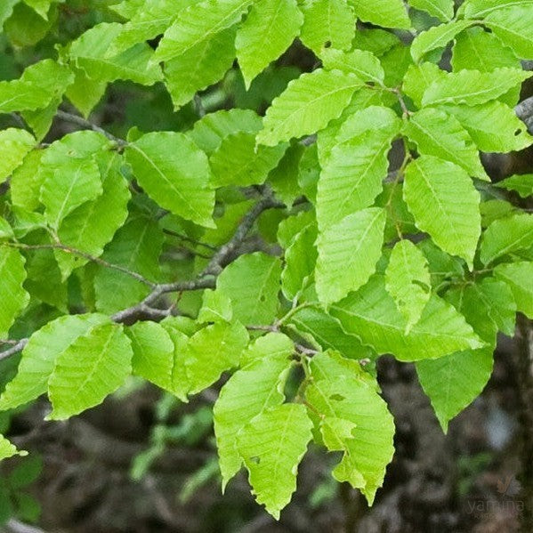 Fagus japonica 1