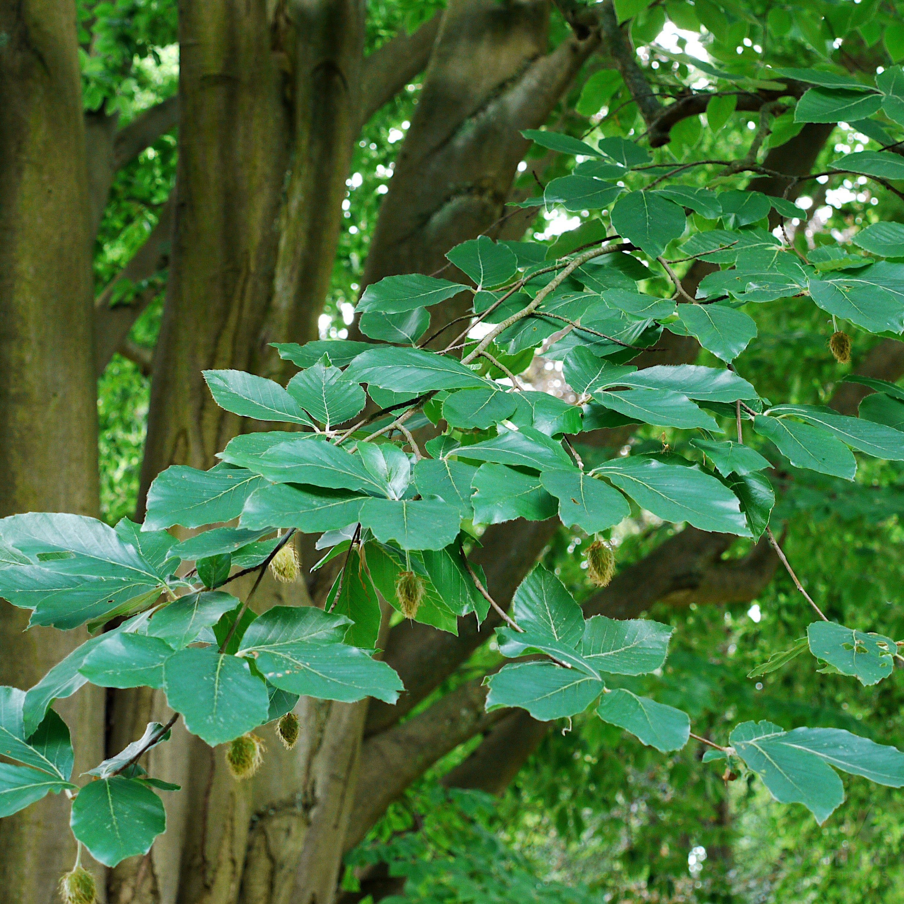 Fagus orientalis