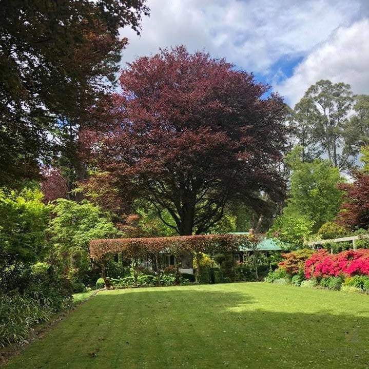 Fagus sylvatica Atropurpurea 4