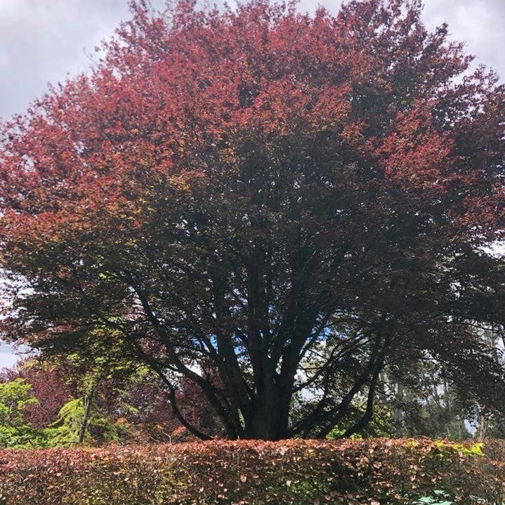 fagus syl. atropurpurea Fagus sylvatica Atropurpurea