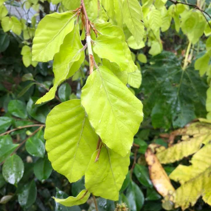 Fagus sylvatica Aurea Pendula