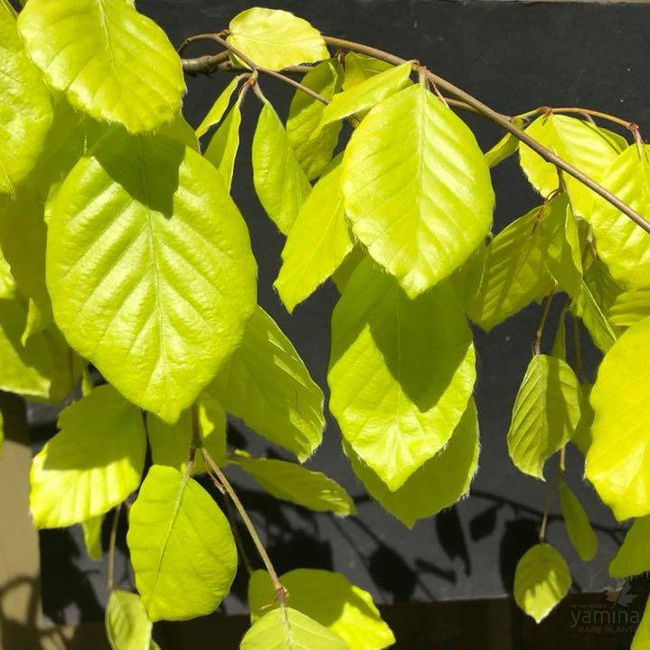 Fagus sylvatica Aurea Pendula