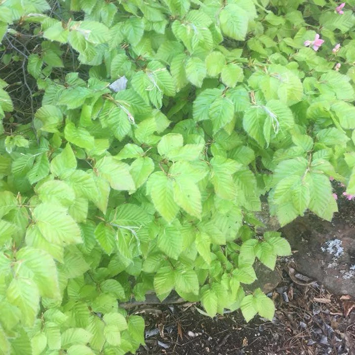 Fagus sylvatica Beech Balls (dwarf) 3