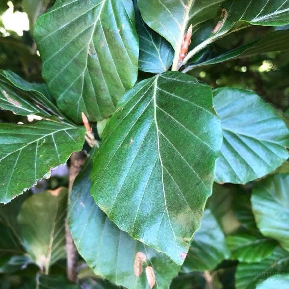 Fagus sylvatica Dawyck