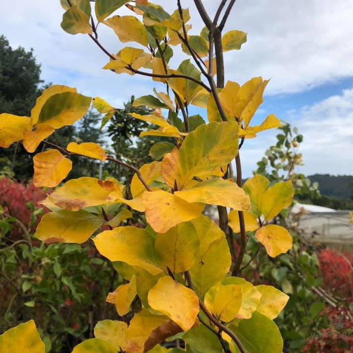 Fagus sylvatica Dawyck Gold