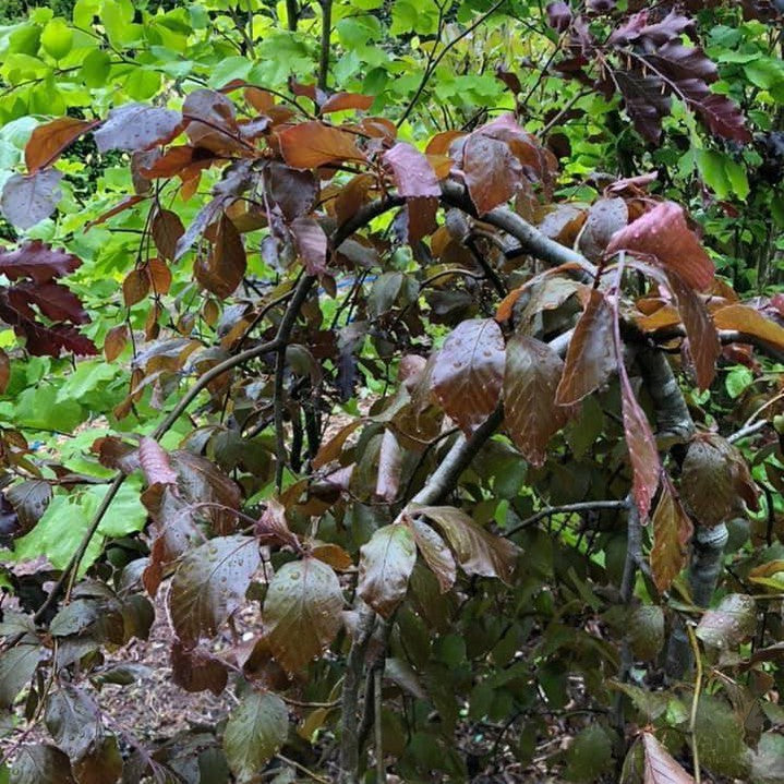Fagus sylvatica Purpurea Pendula