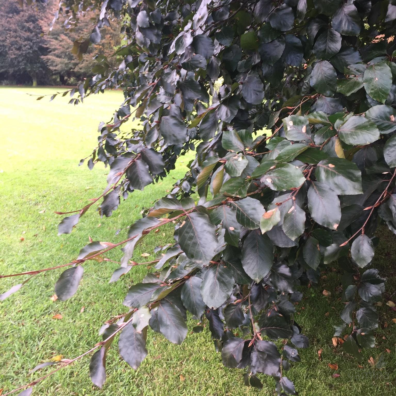 Fagus sylvatica Riversii