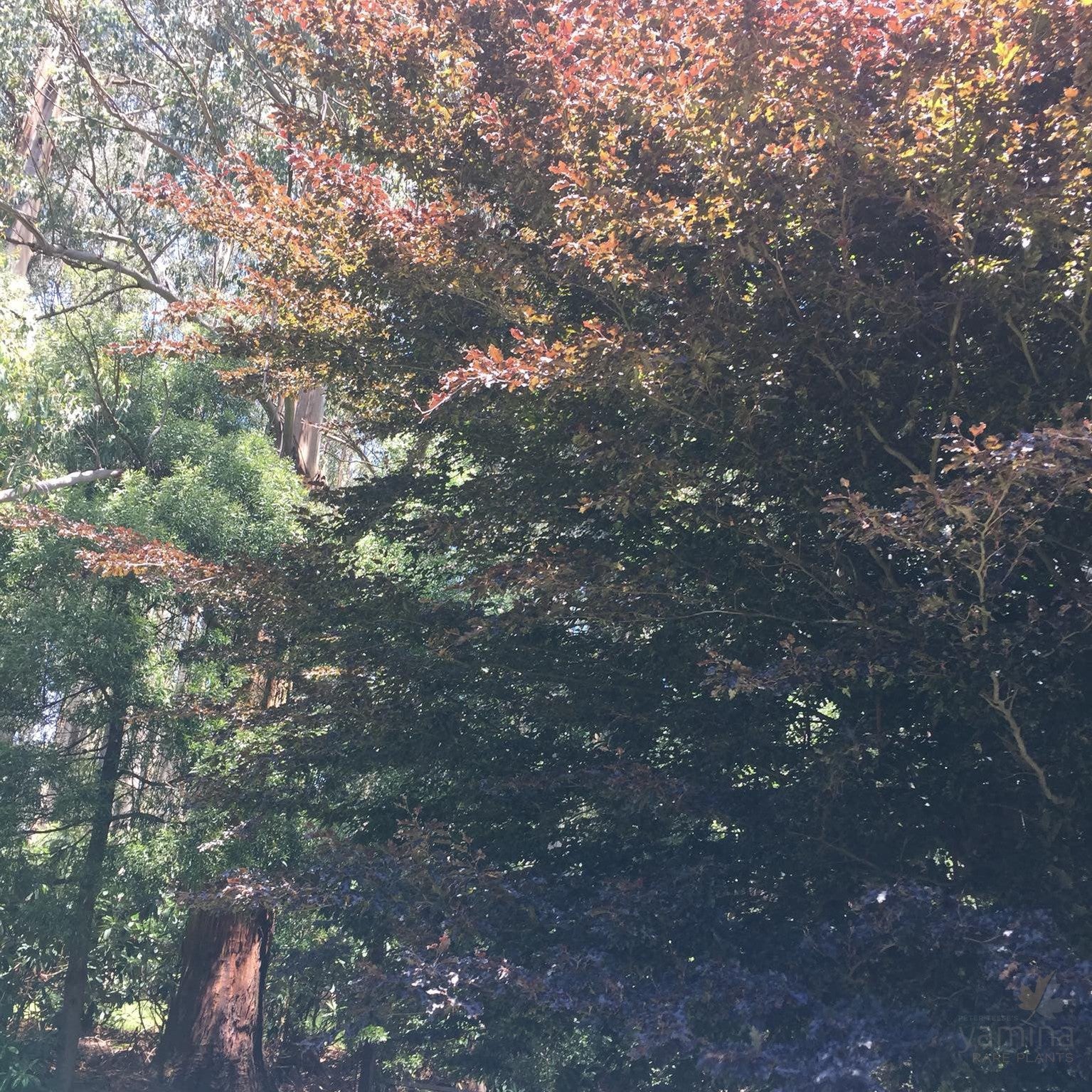 Fagus sylvatica Rohanii