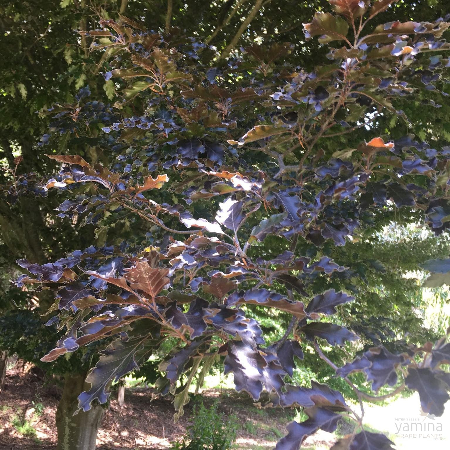 Fagus sylvatica Rohanii 3