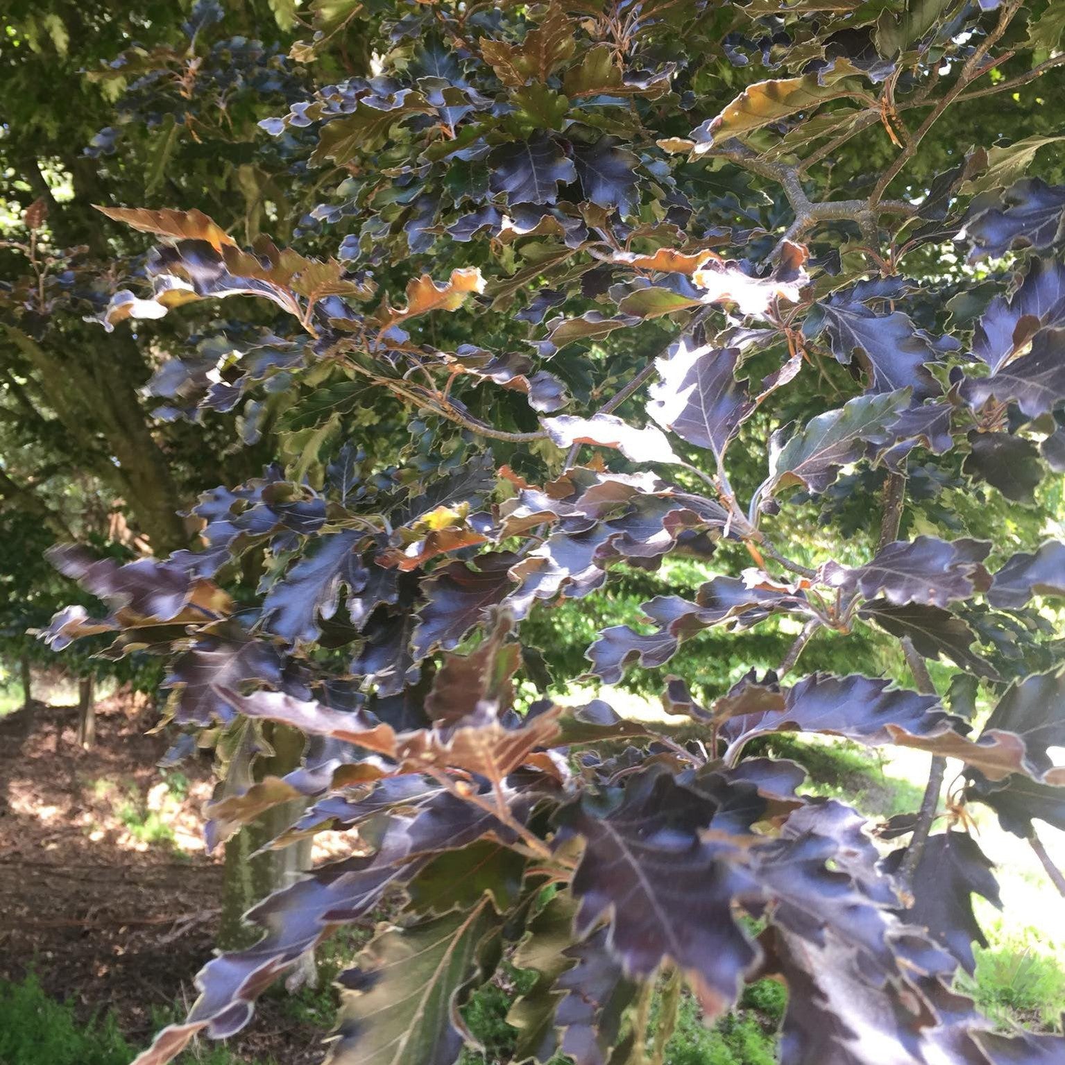 Fagus sylvatica Rohanii 4