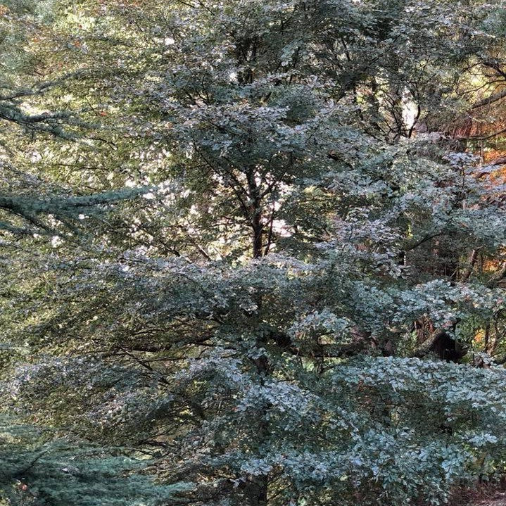 Fagus sylvatica Roseomarginata