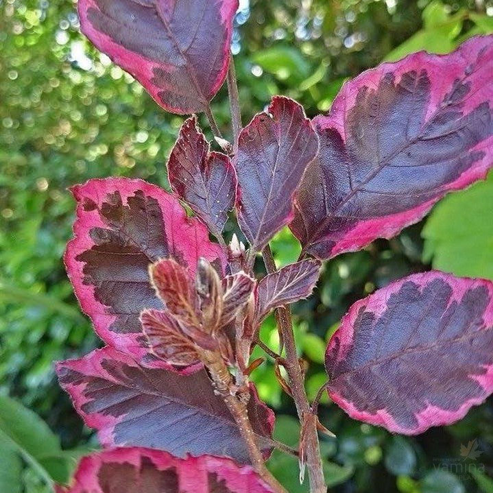 Fagus sylvatica Roseomarginata