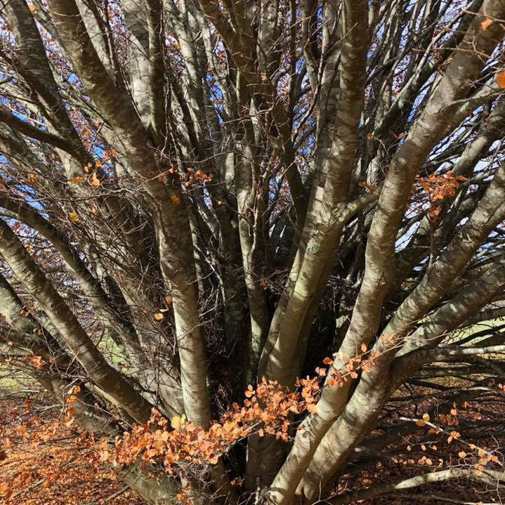 Fagus sylvatica Rotundifolia
