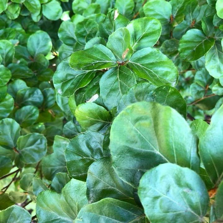 Fagus sylvatica Rotundifolia