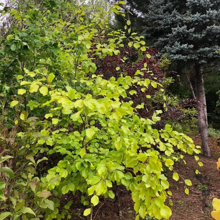 fagus zlatia Fagus sylvatica Zlatia