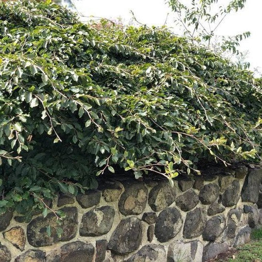 Fagus sylvatica var tortuosa 1