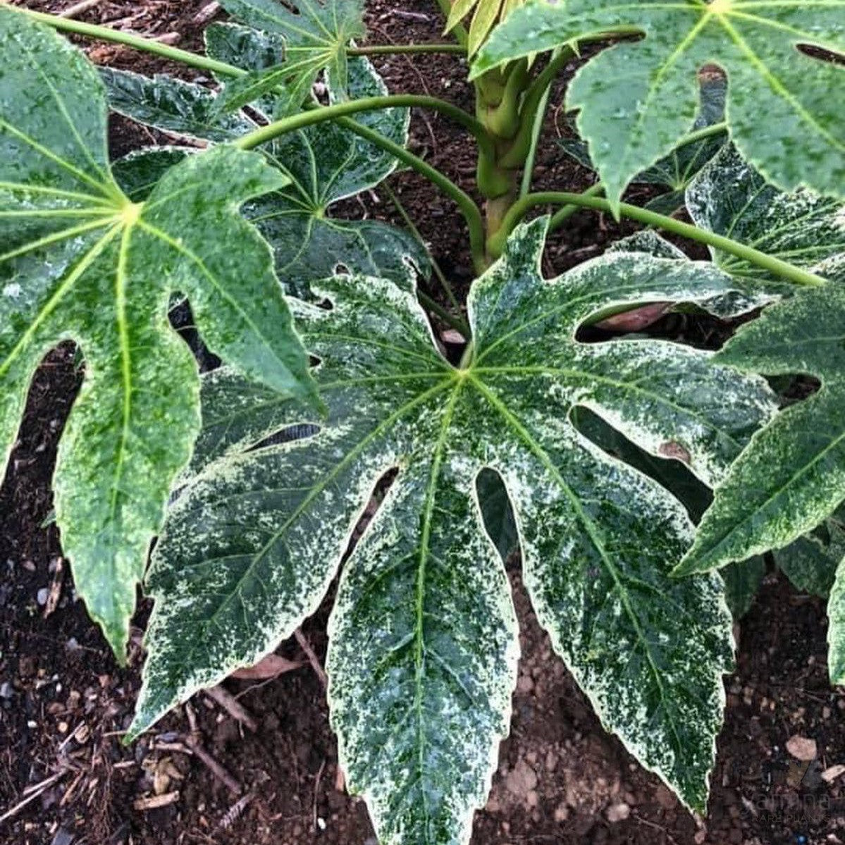 Fatsia japonica (Spider Web) 2