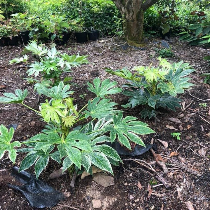 Fatsia japonica Spider Web