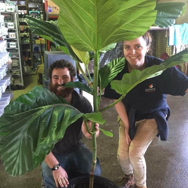 Ficus dammaropsis 1