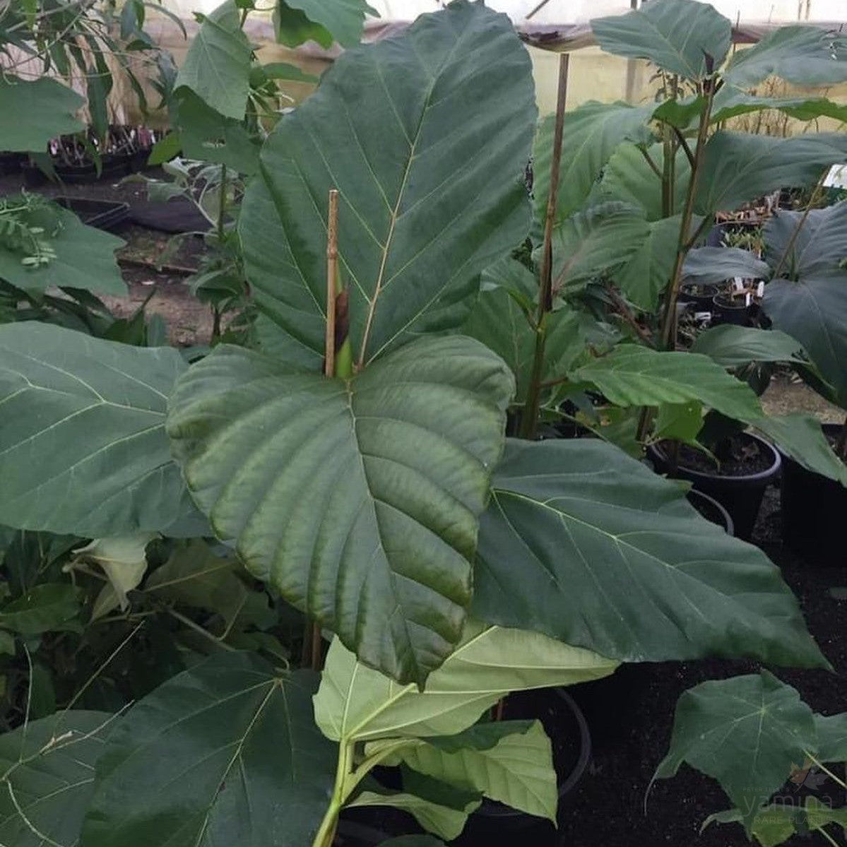 Ficus dammaropsis 2
