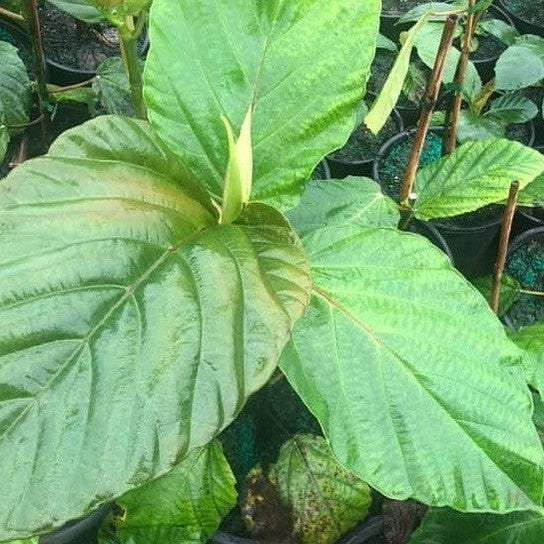 Ficus dammaropsis 3