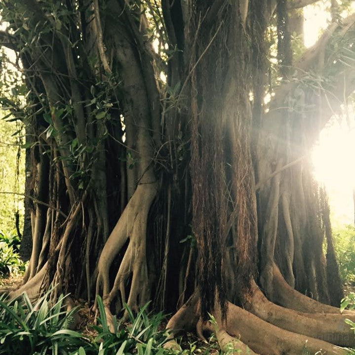 Ficus macrophylla 1