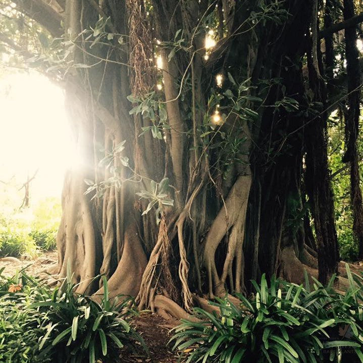 Ficus macrophylla 2