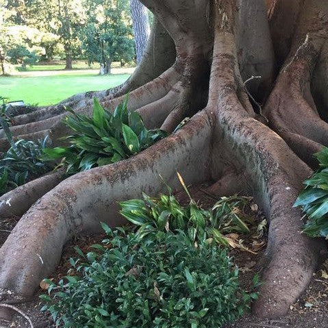 Ficus macrophylla 3